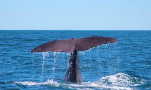 凯库拉观鲸观海豚之旅（ 游船／飞机观鲸可选 精彩讲解 观地球大型哺乳动物 多班次可选择）|新西兰南岛