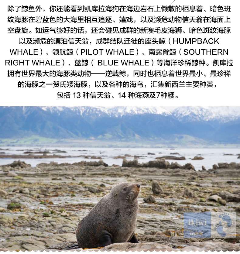 5-新西兰南岛凯库拉观鲸观海豚之旅_05.jpg