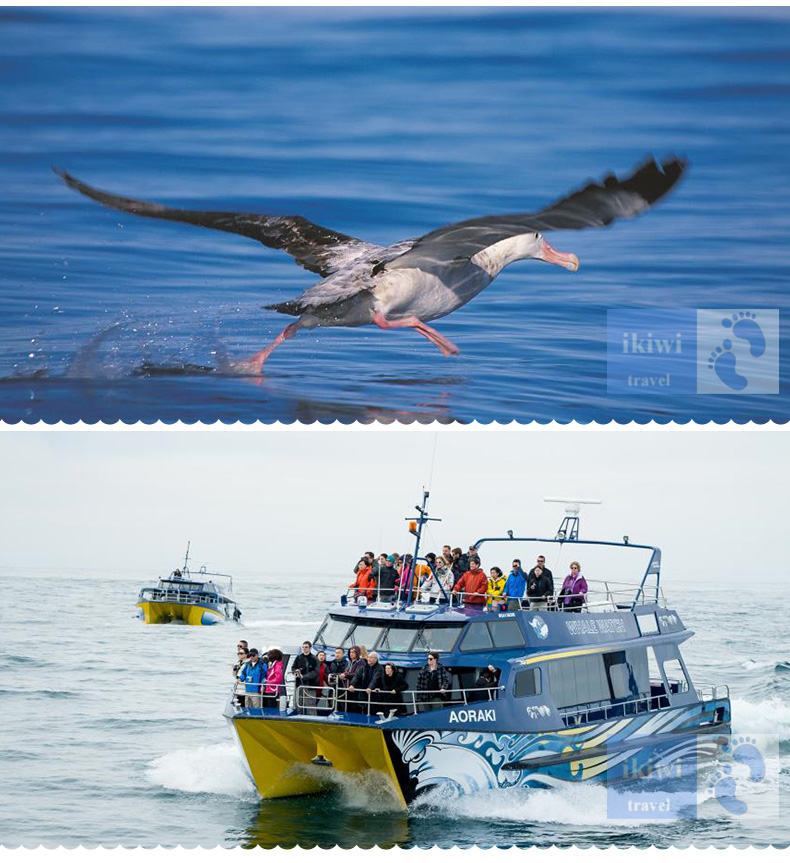 5-新西兰南岛凯库拉观鲸观海豚之旅_07.jpg