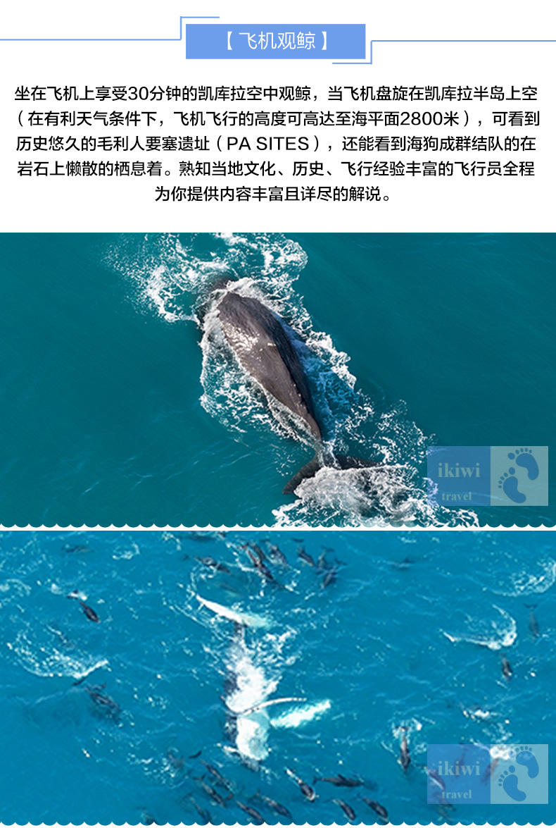 5-新西兰南岛凯库拉观鲸观海豚之旅_08.jpg